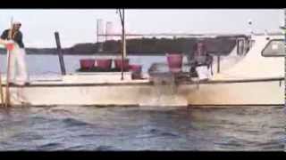 Eastern Shore watermen dredge oysters in Broad Creek [upl. by Aznaed74]