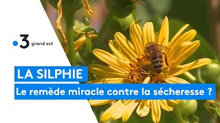 La silphie  le remède miracle contre la sécheresse [upl. by Nations]