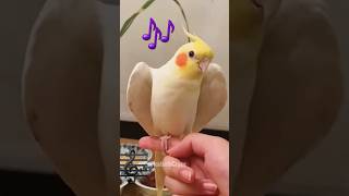 Adorable Singing Cockatiel 🎶🦜 cockatielscraze [upl. by Alrrats]