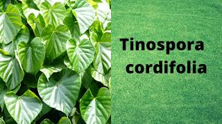 Tinospora cordifolia [upl. by Elkraps]