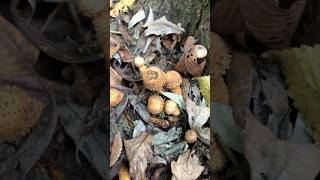 Pholiota squarrosa Фоліота звичайна Лускатка звичайна mushroom nature wildmushrooms природа [upl. by Tom]