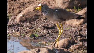 Call of the African Wattled Lapwing [upl. by Llertac]