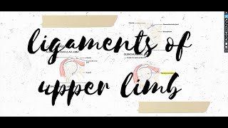 LIGAMENTS OF UPPER LIMB  ALL IN ONE PLACE [upl. by Kennie]