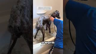 This Dogs Story Will Make You Cry 🥺dog heartwarming wholesome [upl. by Attekal]