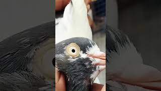 Apna Shouq Apne Kabootar Subscribirme And Like Share pigeon bird kabutar kabootar [upl. by Duaner]