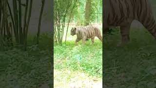 white tiger walking beautiful nature zoo ormanjhi ranchi jharkhand youtube shorts [upl. by Alarice445]