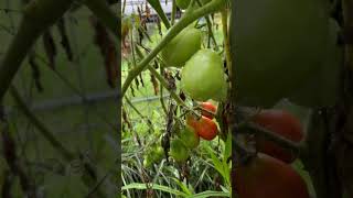 Gardening  San Marzano Tomatoes ripe ones [upl. by Ymmas]