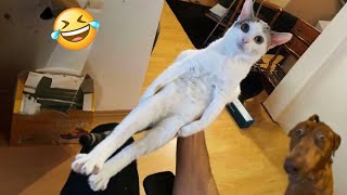 Try Not To Laugh Cats And Dogs Videos 😁  New Funny Animals Video 2024 2 [upl. by Innob]