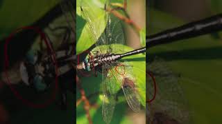 Entomology and Insects  Gomphidae ID  Dragonflies insectdiversity insects entomology [upl. by Geehan]