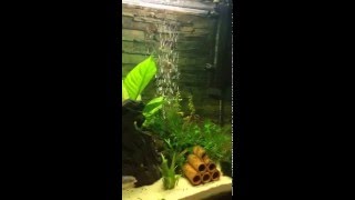 Giant Bronze Corydoras Breeding Spawning [upl. by Areyk]