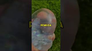 Cerita Lucu  Part 35 ceritalucu satisfyingvideo memes shorts [upl. by Oribella]