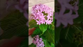 Pentas lanceolata Plantviralvideo garden [upl. by Aerol]