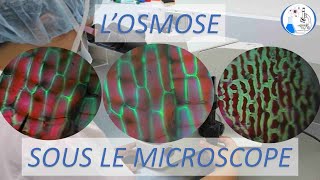 Osmose Sous le microscope expérience scientifique [upl. by Ilrahc96]