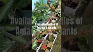 Available varieties of Aglaonema plants shortvideo plantlover aglonema ytshorts [upl. by Lacagnia]