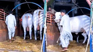 Sultan SIBBI BULL  Unloading from Aslam Makkah Cattle Farm 😎 [upl. by Elisa]