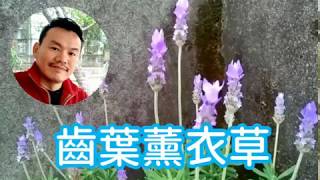 適地適種【齒葉薰衣草】就對了，包含開花管理與葉子下垂的原因。 [upl. by Eamaj772]