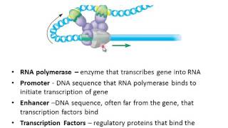 Eukaryotic Gene Regulation [upl. by Malory771]