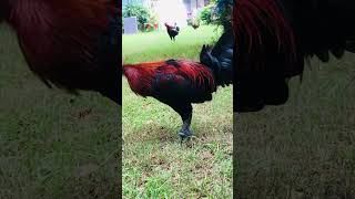 Brown red or Black fowl [upl. by Kinata]