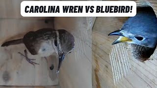 Carolina Wren vs Eastern Bluebird [upl. by Lysander]