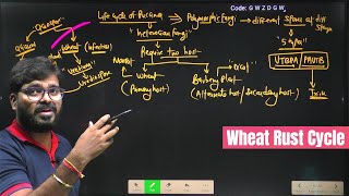 Wheat Rust Cycle  Puccinia Graminis  Uredospores  Plant Pathology  Agriculture RS Rajput [upl. by Aillicsirp429]