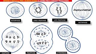 Mitosis ESketch depicting process amp 4 stages cell division prophasemetaphaseanaphasetelophase [upl. by Daphie942]