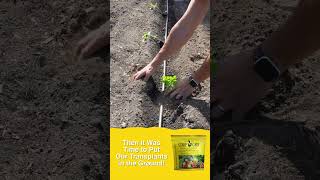 Use This to Grow Your Own Delicious Watermelons coopgro organic [upl. by Kacey]