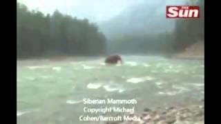 MAMUT GRABADO EN VIDEO CRUZANDO UN RÍO EN SIBERIA [upl. by Georgine]