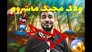 ولاگ مجیک ماشروم اونم تنهایی تو دل جنگل های شمالpinnat masgicmashroom vlog [upl. by Kelwin]