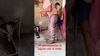 Intravenous infusion in jugular vein in a cow in an easy way [upl. by Davida859]