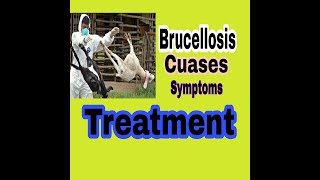 What Is Brucellosis  Cuases Symptoms Treatment BrucellaCuasesSymptomsTreatment [upl. by Idonna163]