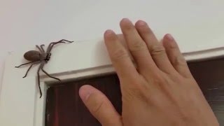 Australian Huntsman Spider Catch and Release [upl. by Lsiel]