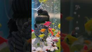 Peaceful Tetras🌊🐟 aquarium tetras fish fishtank aquariumfish [upl. by Teodorico845]