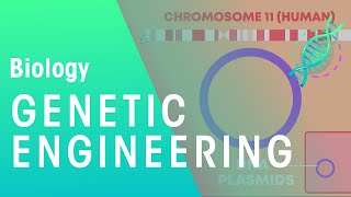 Genetic engineering  Genetics  Biology  FuseSchool [upl. by Enaoj]