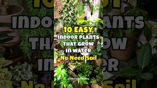 Best indoor plants grow in water  soil less plants houseplants shortvideo short [upl. by Aciret]