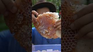 ASMR Eating Honeycomb In The Forest shorts [upl. by Iatnwahs665]