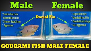 How To Identify Male And Female Gourami Fish [upl. by Annaohj]