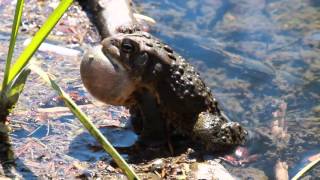 Toad Croaking [upl. by Enneirda]