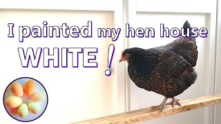 No red mites Lots of eggs Paint inside your hen house  WHITE [upl. by Anedal]