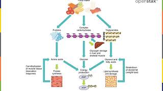 Metabolism part 2 [upl. by Nuj320]