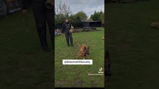 BELGIAN MALINOIS DOUBLE VILLAIN ATTACK belgianmalinois psa bitework igp workingdog mali puppy [upl. by Ainel]