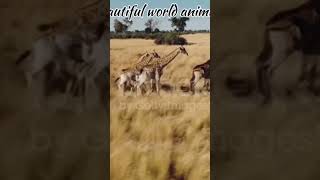 giraffe running full speedfunny giraffe videos [upl. by Oehsen]