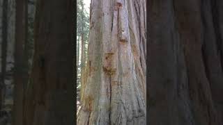 Sequiadendron giganteum Giant Redwood trees in California [upl. by Hekker]