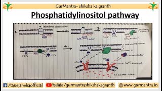 Phosphatidylinositol Signaling Pathway  Cell Signaling Pathway [upl. by Ahseina919]