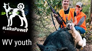 West Virginia youth bear season SUCCESS  hunting with laikas [upl. by Suiramed48]