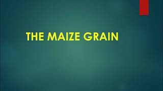 Structure of a maize grain [upl. by Ahsai]