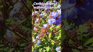 Chinese plumbago  Ceratostigma willmottianum shorts [upl. by Yecaw]