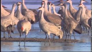 Wetlands Of Nebraska [upl. by Crescentia]