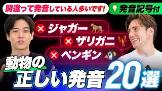 【初級者必見】間違いやすい動物の英語名20選｜発音記号で分析米英 [upl. by Mcneely]