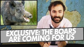 EXCLUSIVE The Boars Are Coming For Us  A SPECIAL NEWS [upl. by Belva]