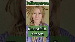 Kartoffeln ernten aus Topf  Balkongarten  Topfkultur [upl. by Idonna]